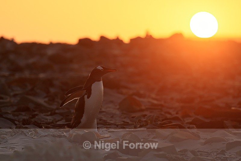 Sunset return by Gentoo Penguin to colony, Sea Lion Island, Falklands - Gentoo Penguin