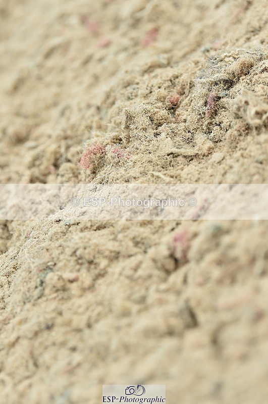 230611A-094642-04612 - Cls 31 British Novice & Open