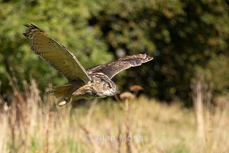 Eurasian Eagle Owl 2 - Wildlife