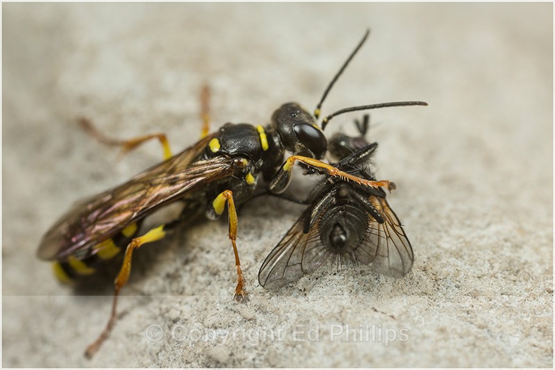 Mellinus arvensis (f) - Mellinus arvensis