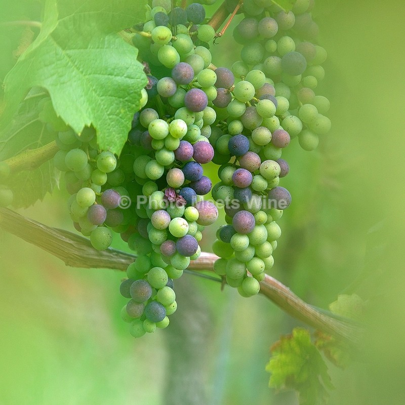  - Vineyards & Vines / Weinberge & Reben