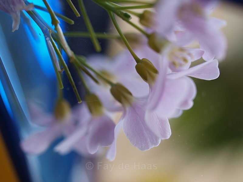 - Spring's Delights