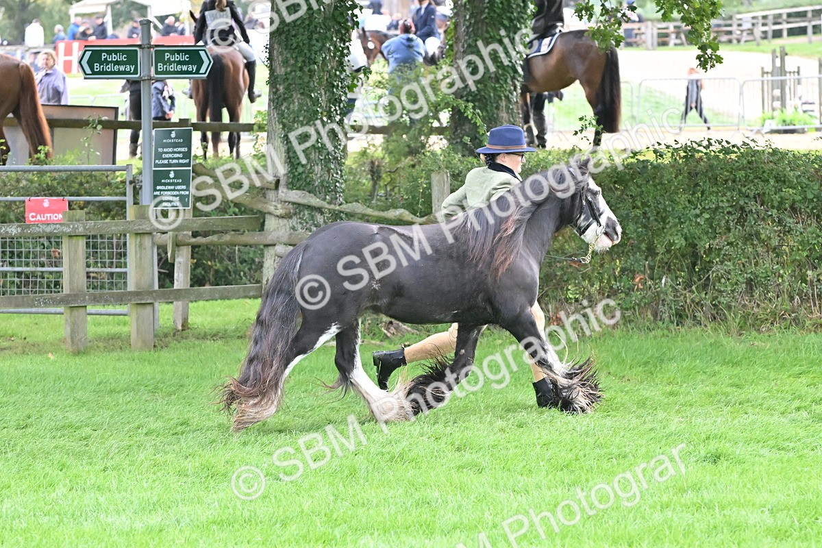 SBM_56960 - S45 - Coloured Pony In Hand