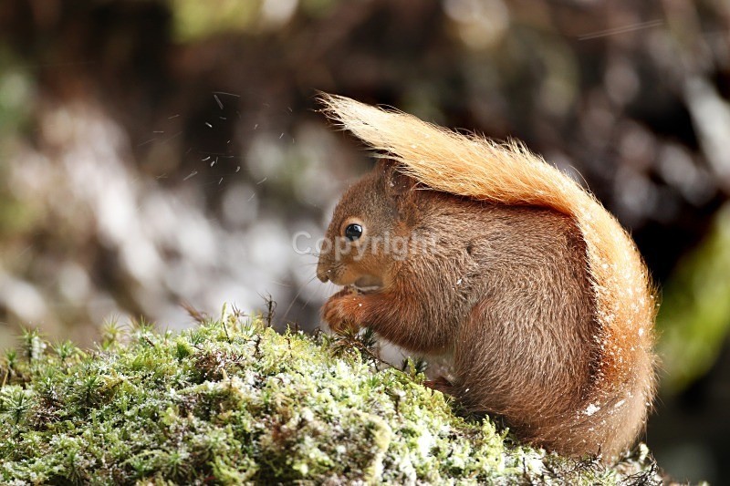  - Red Squirrel