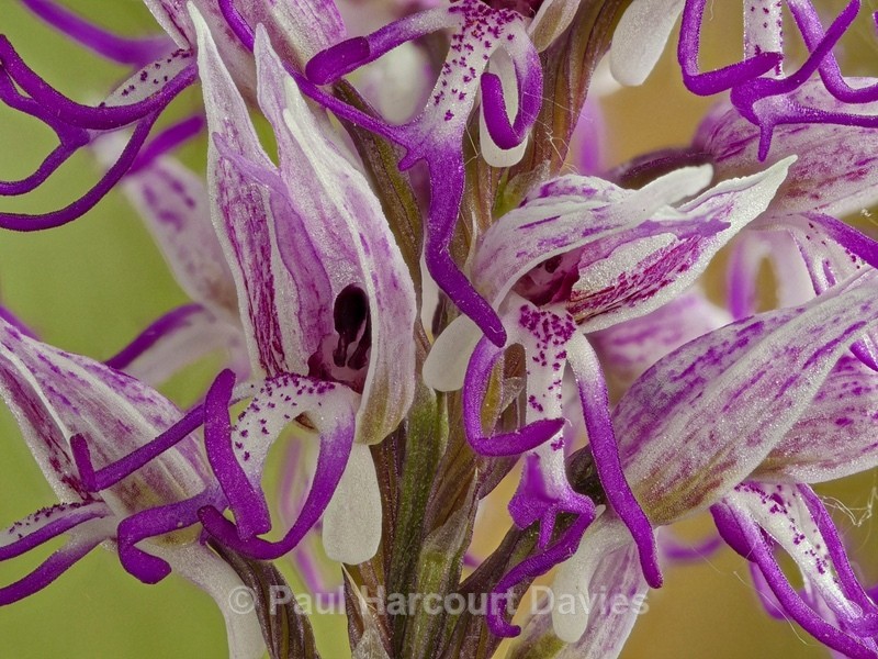 Monkey_Orchid (Orchis_simia) - Wild Orchids - 2