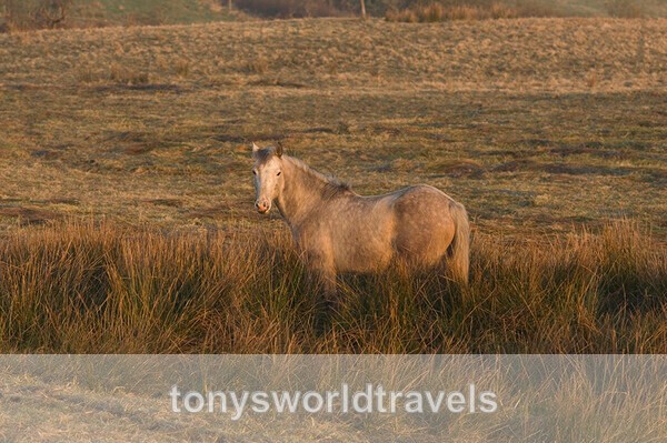 Gray Mare Pony,  Ireland - IRISH FARM ANIMALS