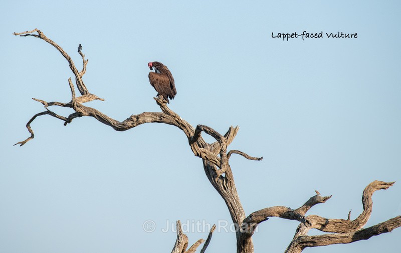  - South Africa Birds and Mammals