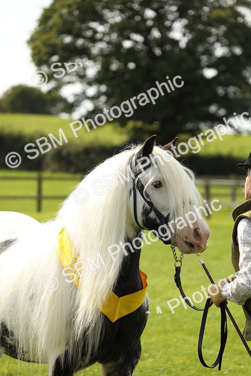 SBM_66332 - In Hand Pony & Youngstock Supreme Championship