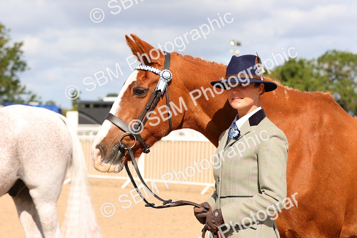 SBM_11734 - Class 208 - IH Veteran Horse