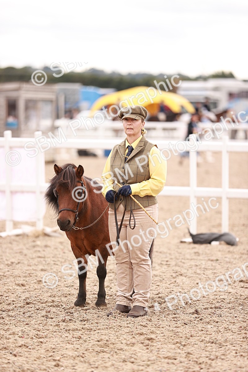 SBM_16921 - Class 415 - Horse-Pony Judge would most like to take home