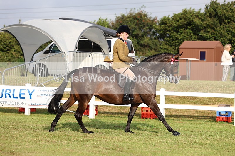 3E7A7698 - Class 1: Rising Star Small Hack/Riding Horses