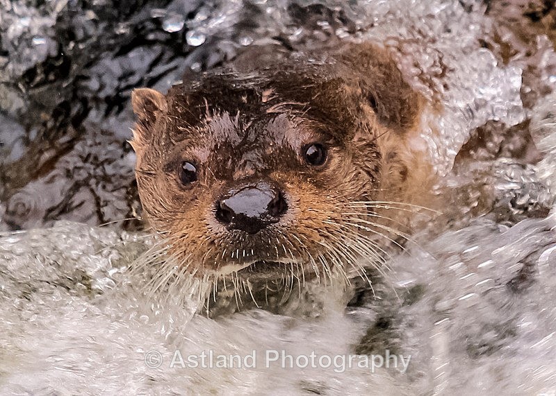 Astland Photography, Bird and Wildlife Images, Susan and Peter Wilson, U.K.