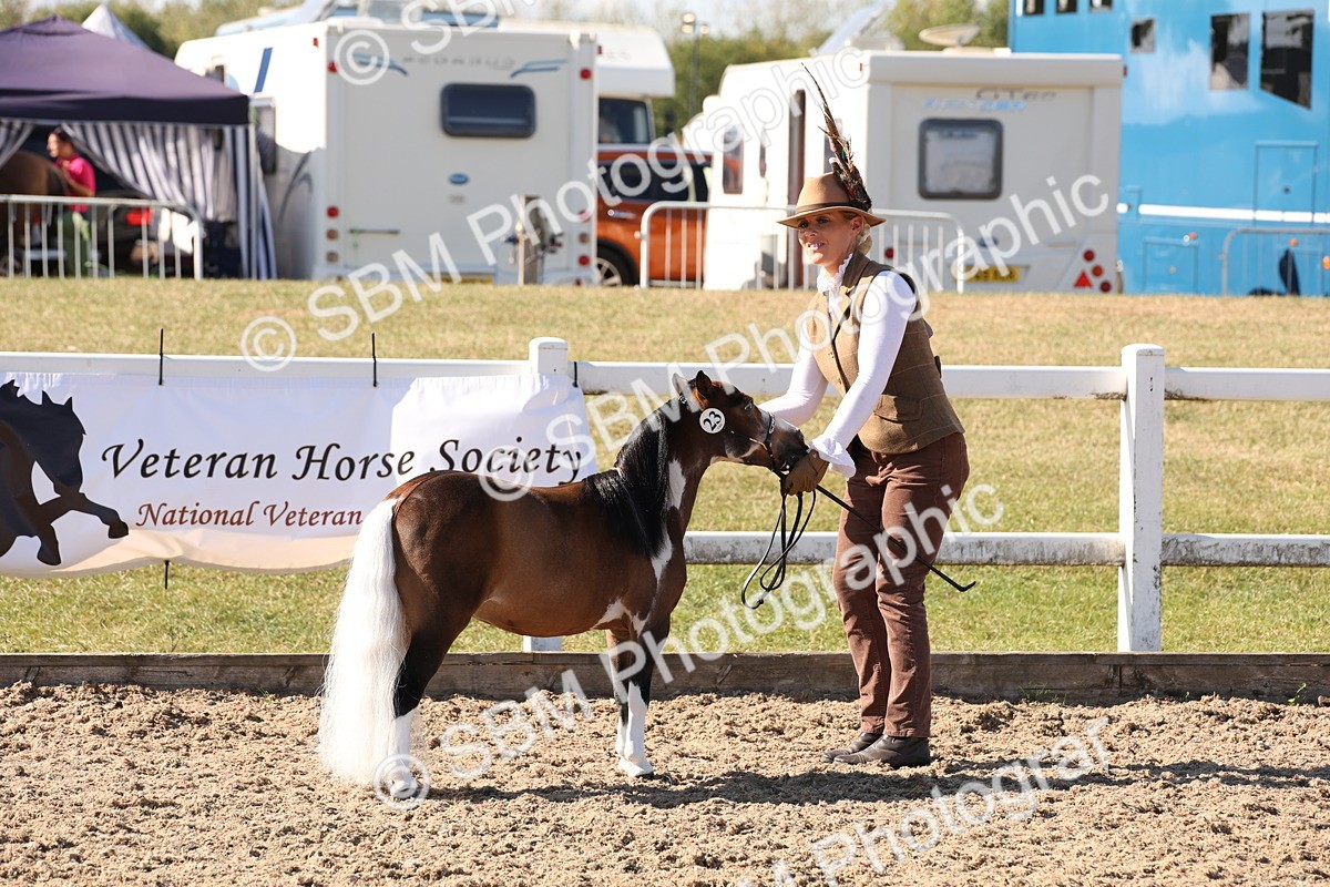 SBM_12902 - Class 206 - IH Non Show Type Pony
