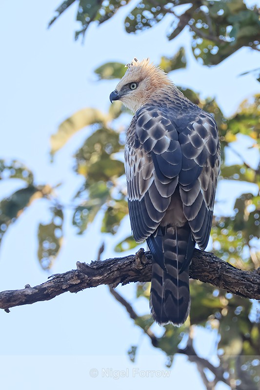 Changeable Hawk-Eagle looking to side, Bandhavgarh Reserve, India - Changeable Hawk-Eagle