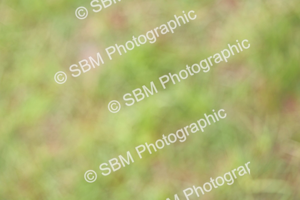 SBM_02912 - Class 9-11 Side Saddle including LIHS Rising Star Ladies Show Horse