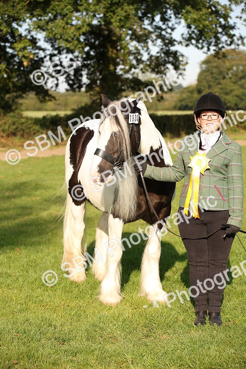 SBM_58777 - S51 - Piebald & Skewbald Horse In Hand