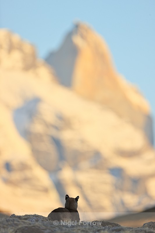 Puma looking towards Torres Sur, Torres del Paine, Chile - Puma