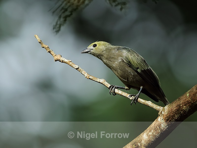 Palm Tanager perched, Gamboa, Panama - Palm Tanager