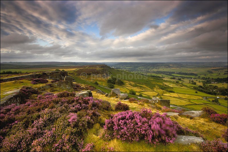 Curbar Heather - Peak District | Dark Peak