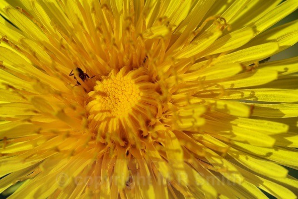 “You Got Me!” - MACRO & CLOSE UPS