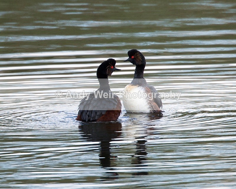 Black Necked Grebe Photograph