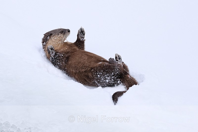River Otter laying on back in snow, Yellowstone River, Wyoming - Otter