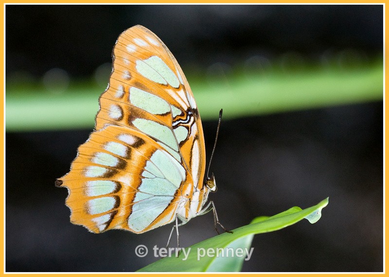Butterfly 5 (Captive) - Insects & Spiders