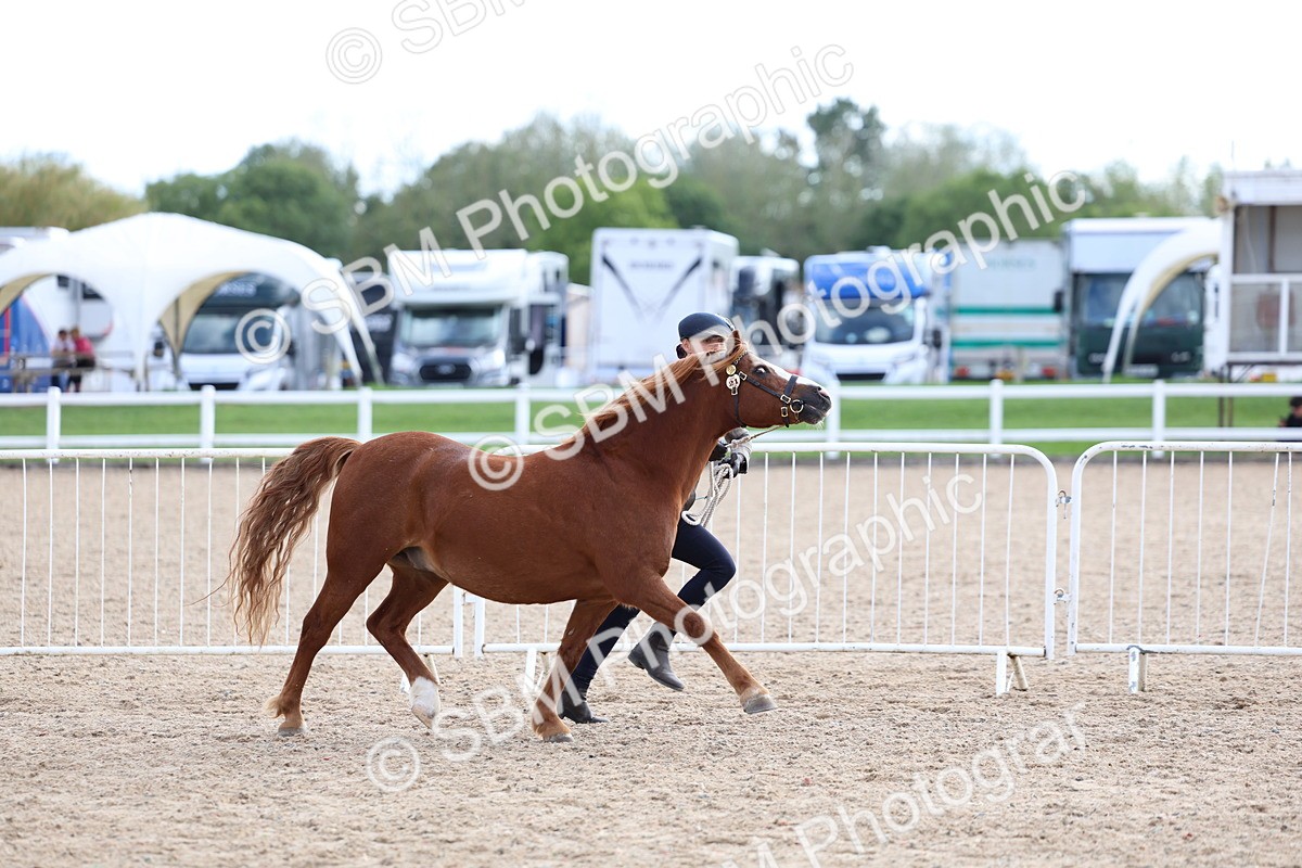 SBM_18732 - Class 317 - IH Pure Bred Horse-Pony