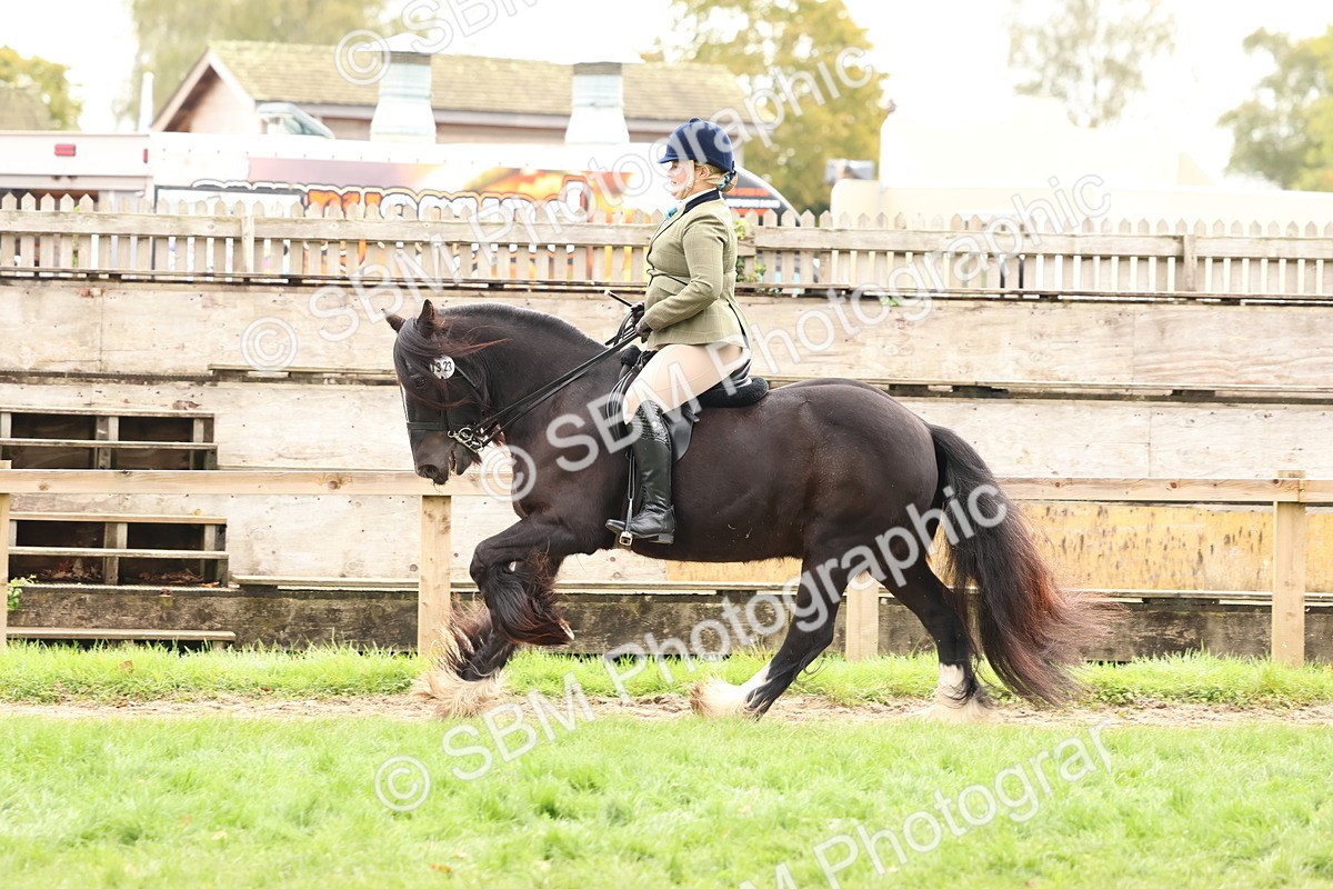 SBM_59912 - S36 - Rehabiliated Rescue Horse & Pony In Hand & Ridden