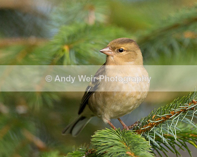 20131124-3K8A7972 - Chaffinch