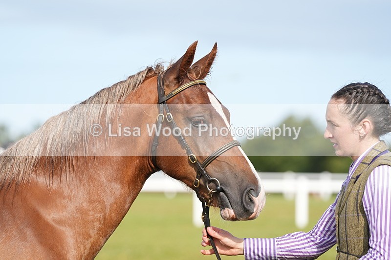 DSC04799 - Class 47: NPS M&M Yearling