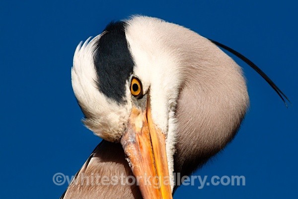 Great Blue Heron - Wildlife and Animals