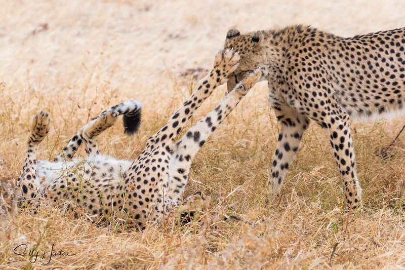 Cheetahs Playing 2