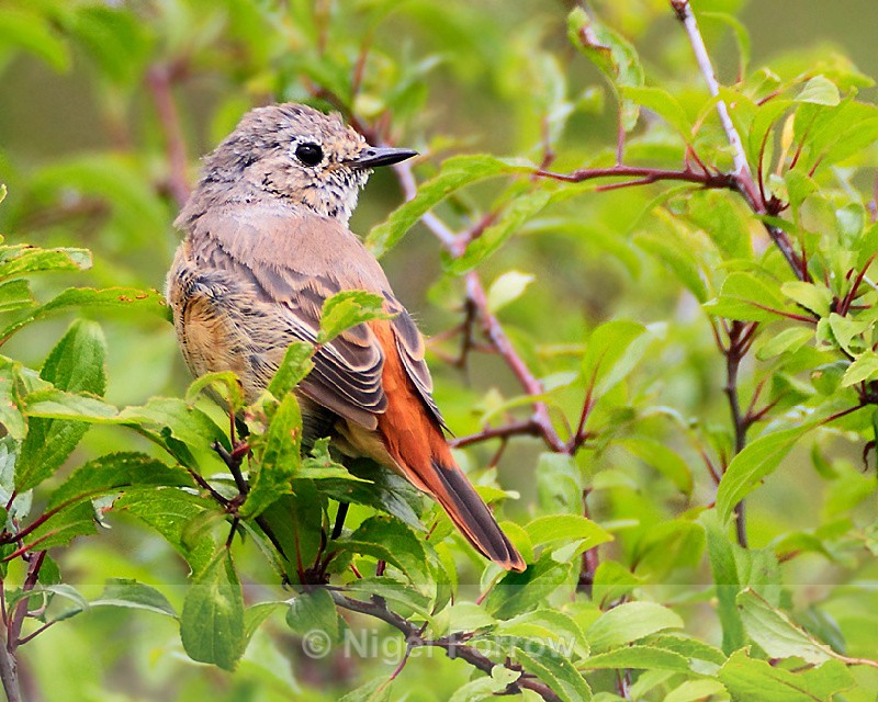 Redstart (female) in Long Meadow, Otmoor - Common Redstart
