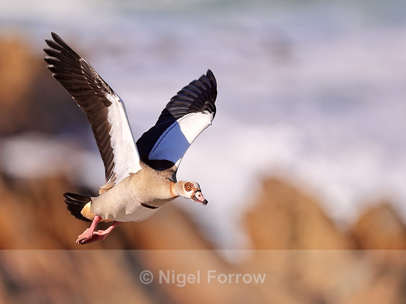 Egyptian Goose in flight, wings up, Betty's Bay, South Africa - Egyptian Goose