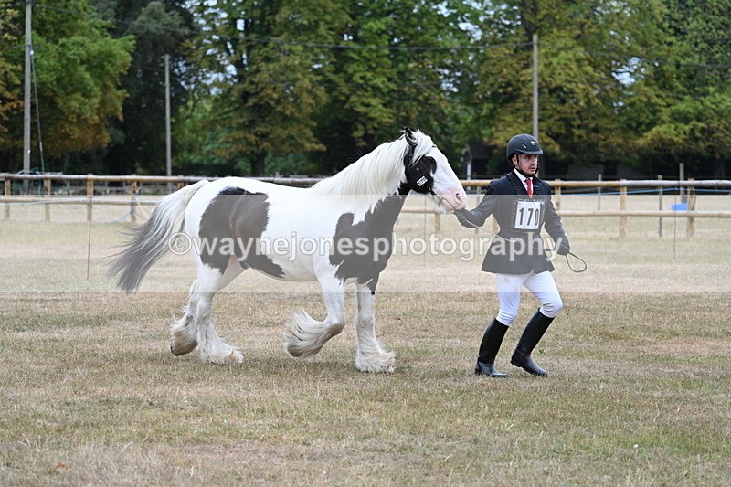 WJ7_9610 - Class 5 Most Handsome Gelding (up to 14.2hh)