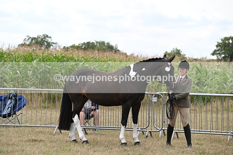 WJ6_6261 - Class 19 In-hand Veterans (Uploaded correct folder)