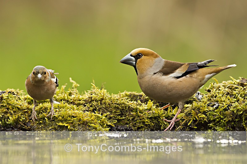 Chaffinch - Hawfinch - Drinking Pool Hides
