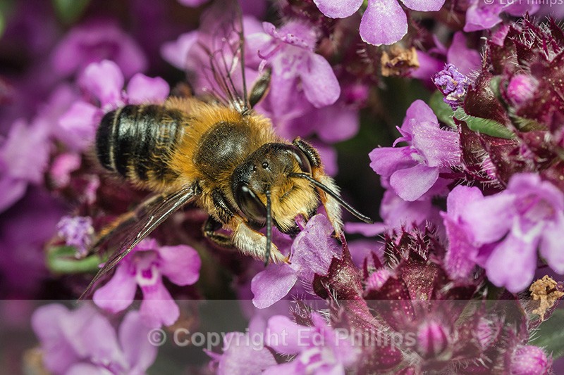 Megachile willughbiella (m) - Megachile willughbiella