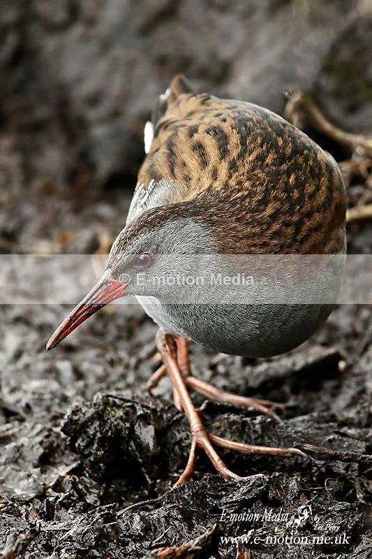 Water Rail 030216 1a - Nature