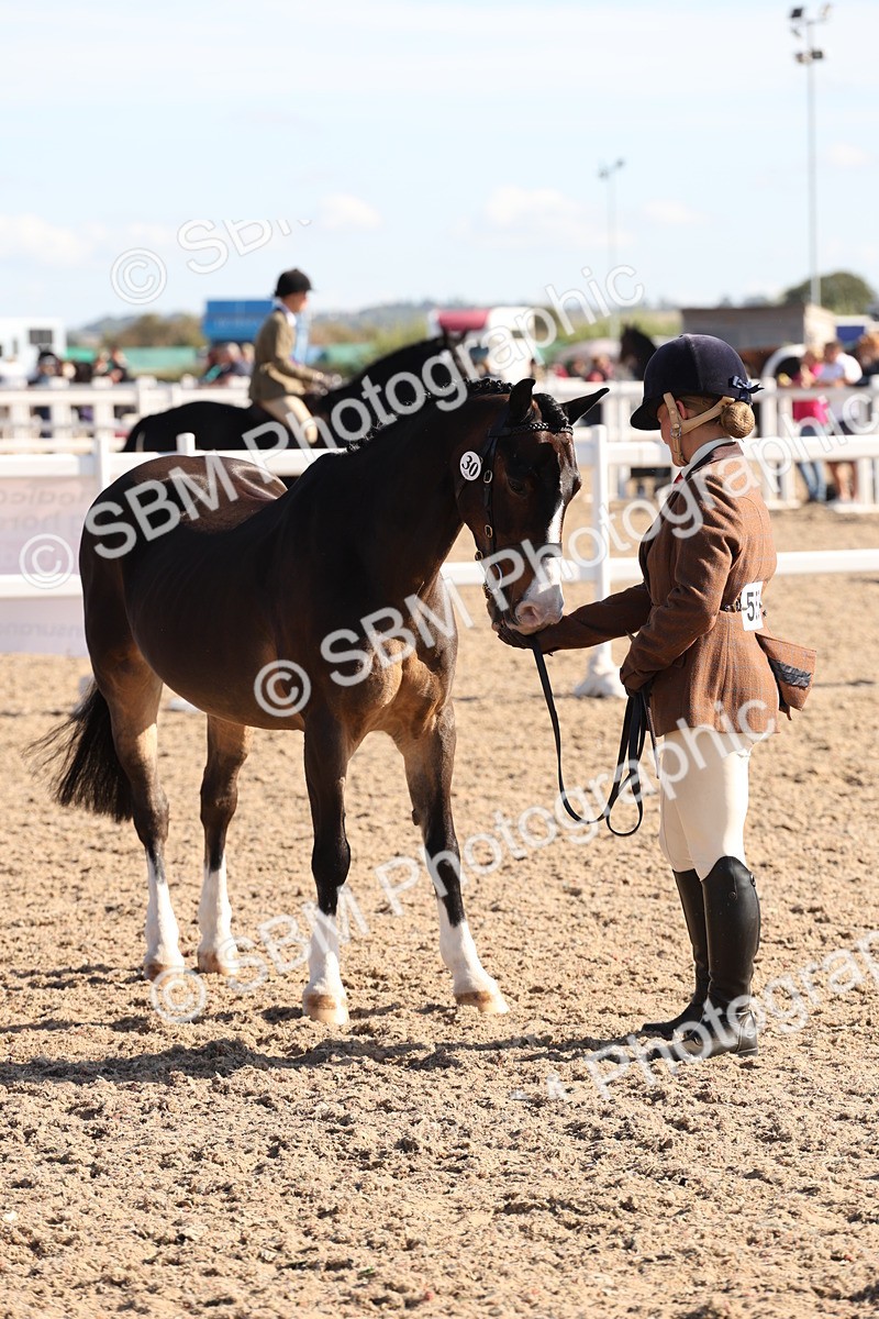 SBM_12849 - Class 205 - IH Show Pony - Show Hunter Pony