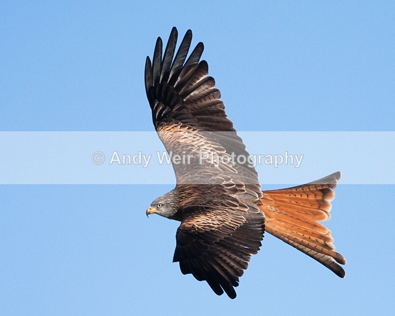 20100130-IMG_2956 492 - Red Kite