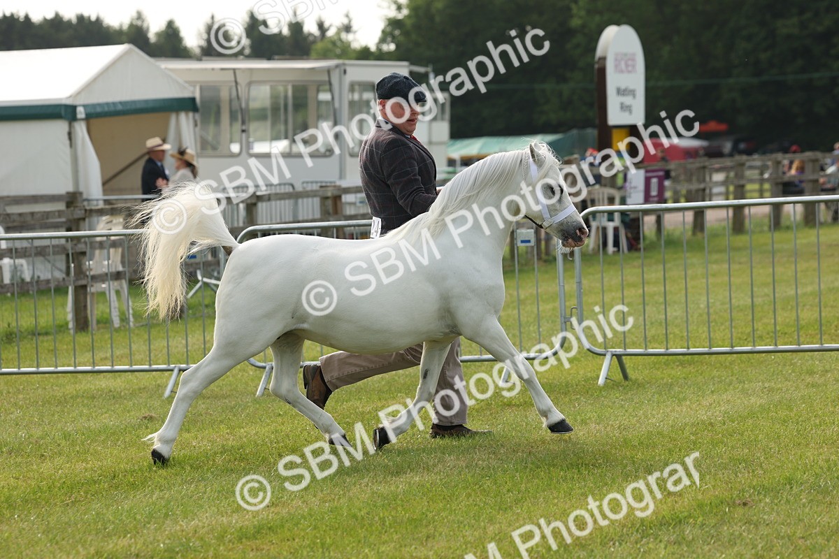 SBM_00500 - Class 6-13 - Mountatin and Moorland In Hand Welsh Breeds