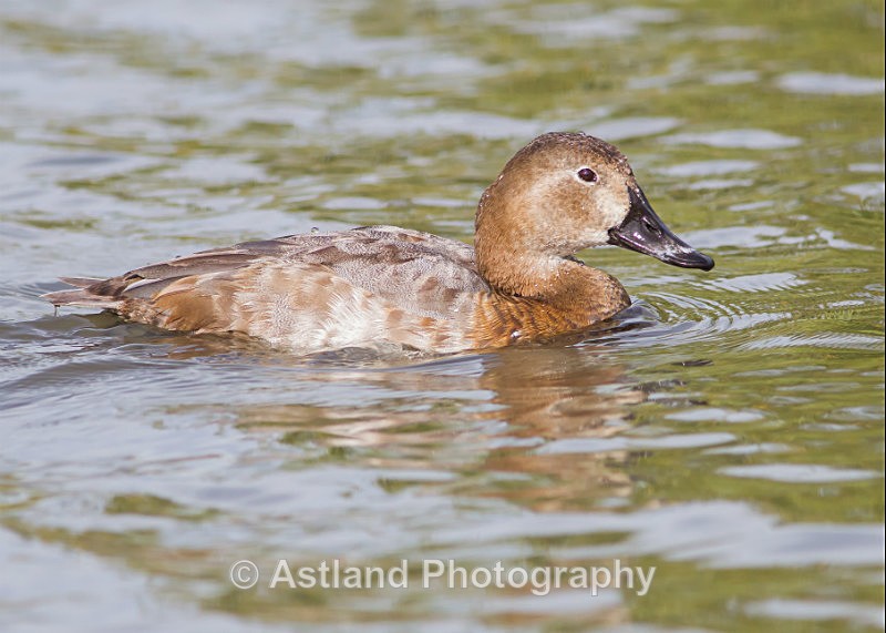 Astland Photography, Bird and Wildlife Images, Susan and Peter Wilson, U.K.