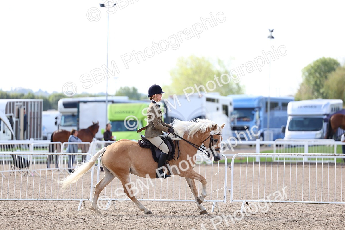 SBM_10884 - Class 305 - Ridden Foreign Breeds - Pure Bred