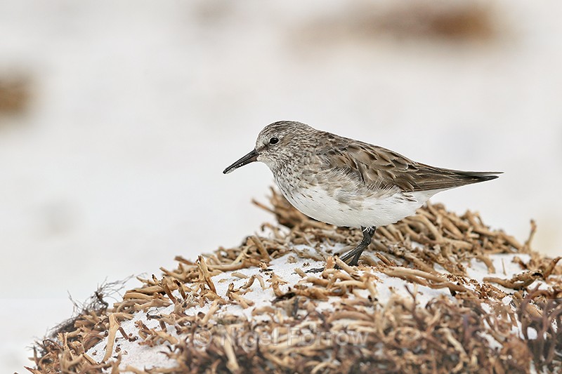 White-rumped Sandpiper side view, Volunteer Point, Falklands - White-rumped Sandpiper
