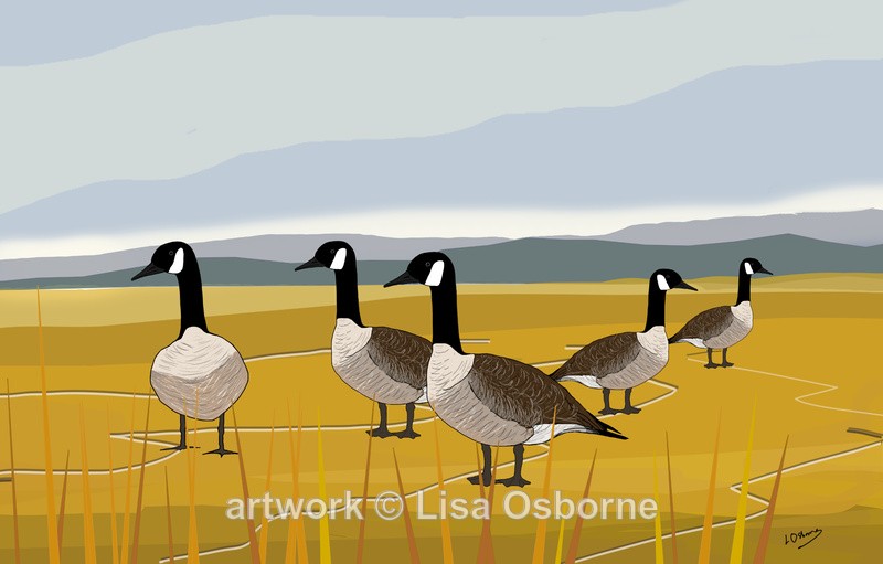 Canada Geese - DIGITAL ARTWORK