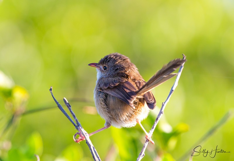 Red Wren Female 10