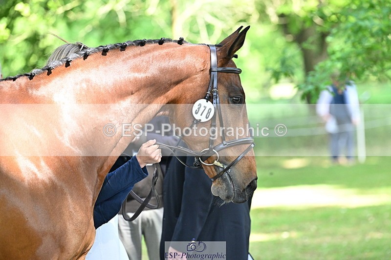 250521A-155457-00839 - B-378-Molly.Brown-KILRUSH.RED