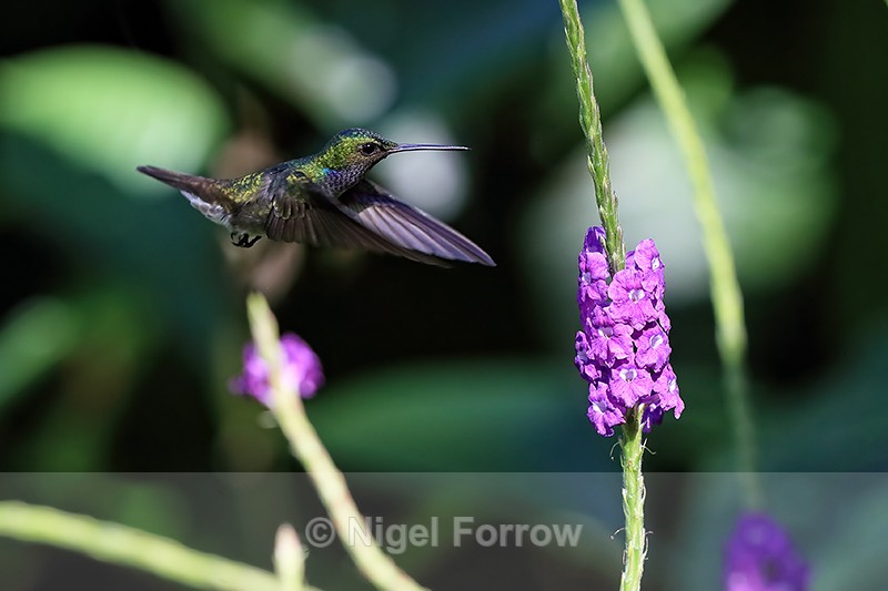 Charming Hummingbird approaching pink flowers, Drake Bay, Costa Rica - Charming Hummingbird
